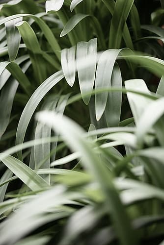 Green Leaves Art Print by 1x Studio III