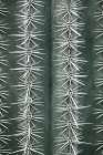 Cactus Green Art Print