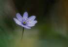 Windflower Art Print