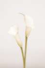 White Calla Lily No 1 Art Print
