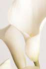 White Calla Lily No 2 Art Print