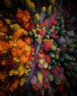 Fall stories Art Print