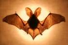Bat Art Print by Jimmy Hoffman