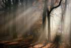 Morning-walk Art Print