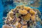 Reef of Mayotte Art Print