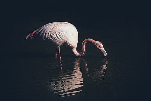 Enlighted Flamingo Art Print