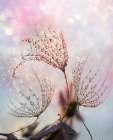 macro Art Print