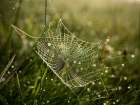 Cobweb and dew no. 2 Art Print