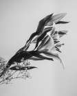 A Beautiful Flower Art Print