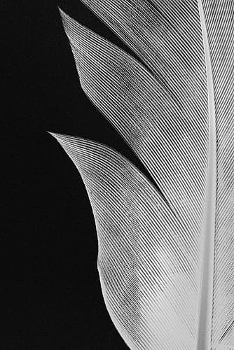 Feather_005 Art Print by 1x Studio III