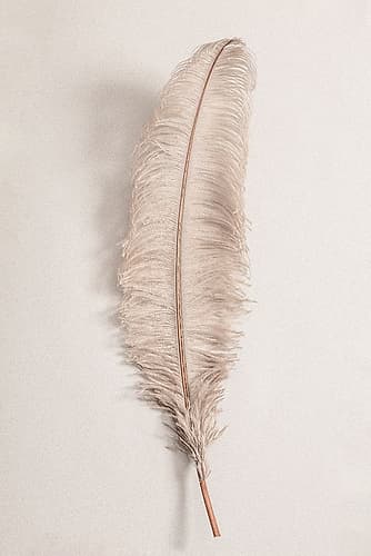 Feather_002 Art Print by 1x Studio III