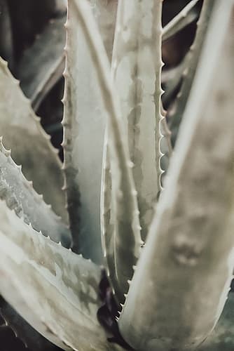 Aloe_001 Landscape Print