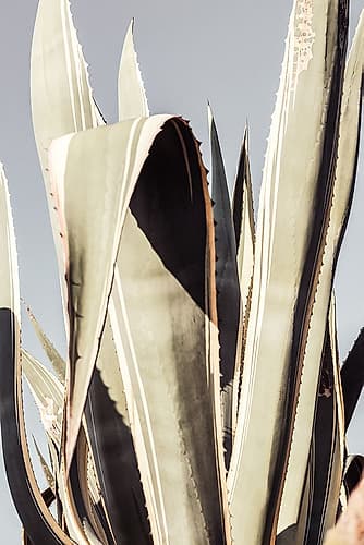 Agave_001 Landscape Print