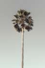 Palm_001 Art Print