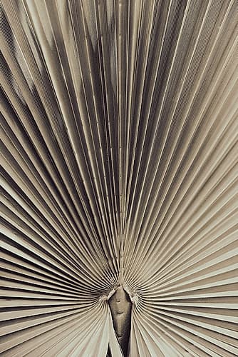 Palmblad_001 Art Print by 1x Studio III