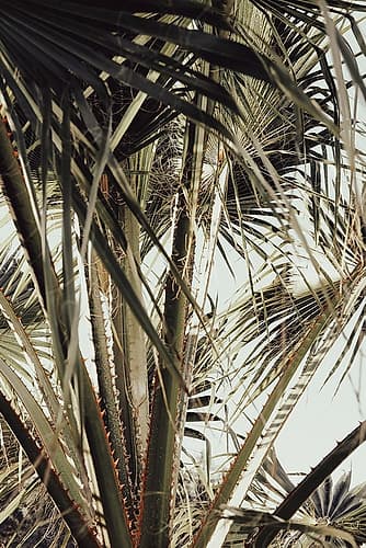 Palmblad_006 Art Print by 1x Studio III