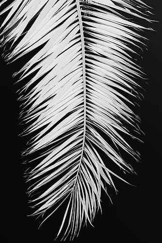 Palmblad_004 Art Print by 1x Studio III