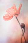 Tenderness Art Print