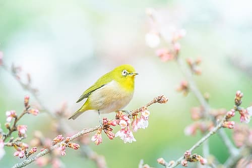 The Arrival of Spring Art Print