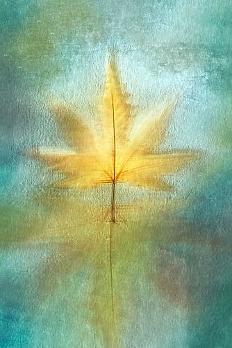 Reflections Art Print