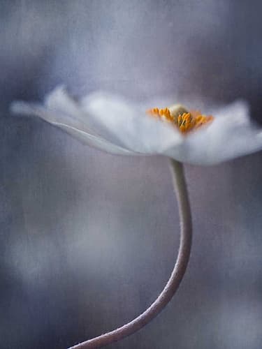 The Beauty Within Art Print by Priska Wettstein