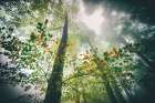 The breath of the forest Art Print