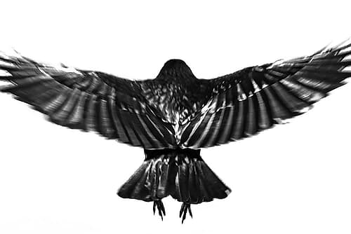 flying. Wildlife Print