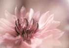 Delicate Art Print