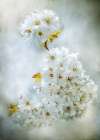 Cherry Blossoms Art Print