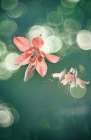Columbine Art Print