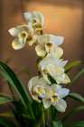 Orchids Art Print