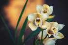Orchids Art Print
