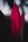 Red Plan at Dusk Art Print