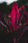 Red Plan at Dusk Art Print