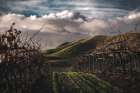 Dark Vineyards Art Print
