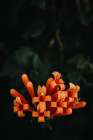 Orange Flowers Art Print