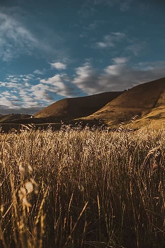 Hillside and Grass Landscape Print
