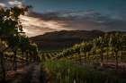 Vinyards Art Print