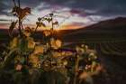 Vineyards Art Print