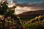 Vineyards Art Print