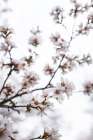 Almond Blossoms Art Print