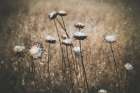 Weedy Art Print