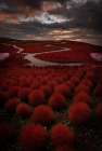 Kochia Road Art Print