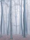 trees in fog Art Print