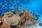Maji Islet Reef Art Print