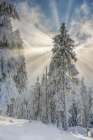 Divine lights Art Print