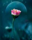 A flowers dream Art Print