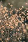 Beach flowers_003 Art Print