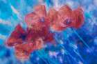 Impressions of Spring Art Print