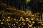 Golden forest (a├éΓé¼├é∩┐╜Mitsumataa├éΓé¼├é∩┐╜ in full bloom) Art Print
